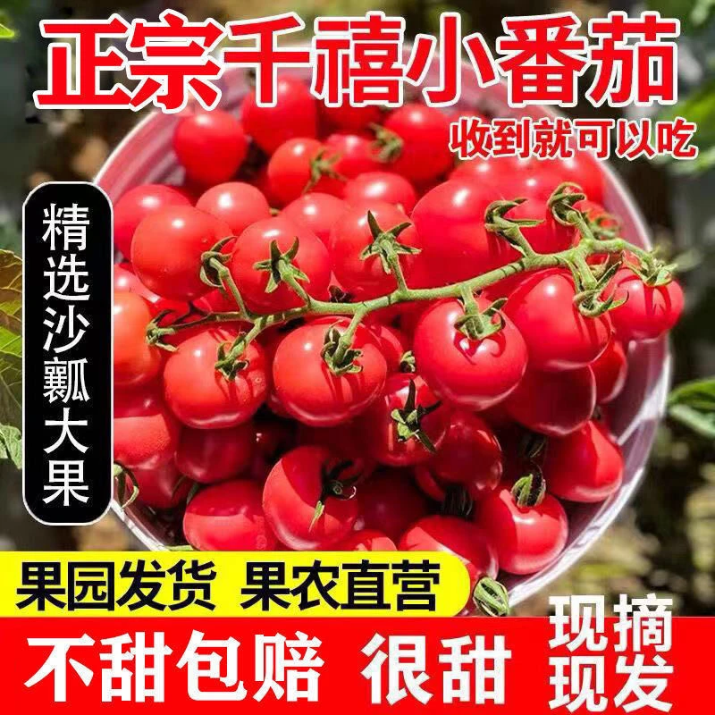 正宗千禧圣女果新鲜小番茄西红柿5斤孕妇水果当季蔬菜生吃自然熟