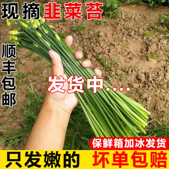 莘硕【顺丰发货】山东新鲜当季韭苔农家露天种植现摘现发健康食材