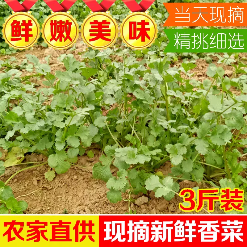 【新鲜香菜3斤】山东芫荽现挖小香菜大叶香菜短杆香菜3斤