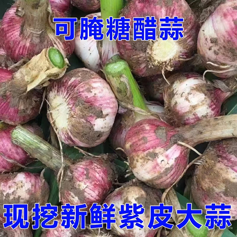 莘硕2024年现挖新鲜大蒜 山东紫皮大蒜可腌制糖醋蒜 5/10斤装