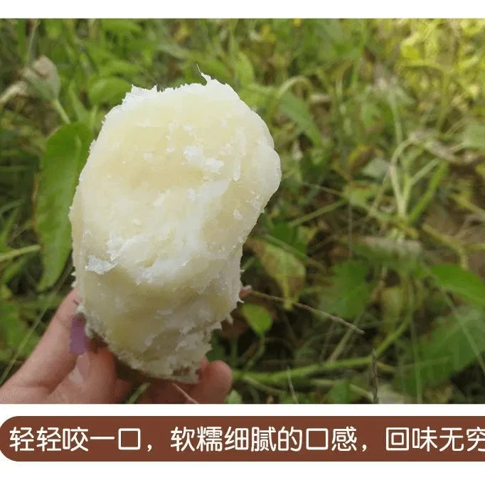 网红爆款阿妹笑番薯