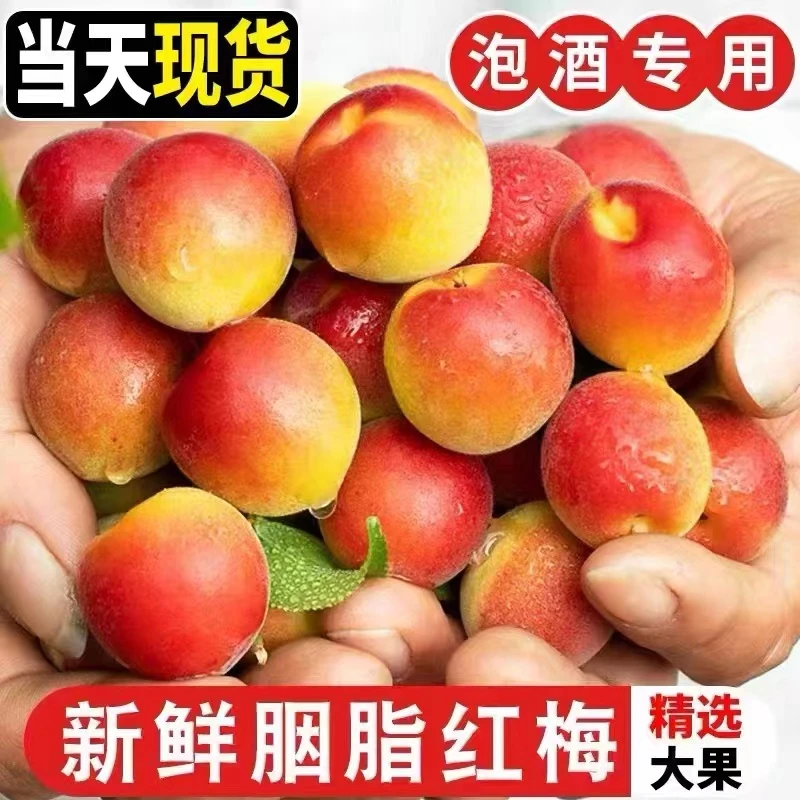 诏安新鲜青梅果胭脂红梅现摘现发泡酒梅子酵素孕妇酸水果热情果