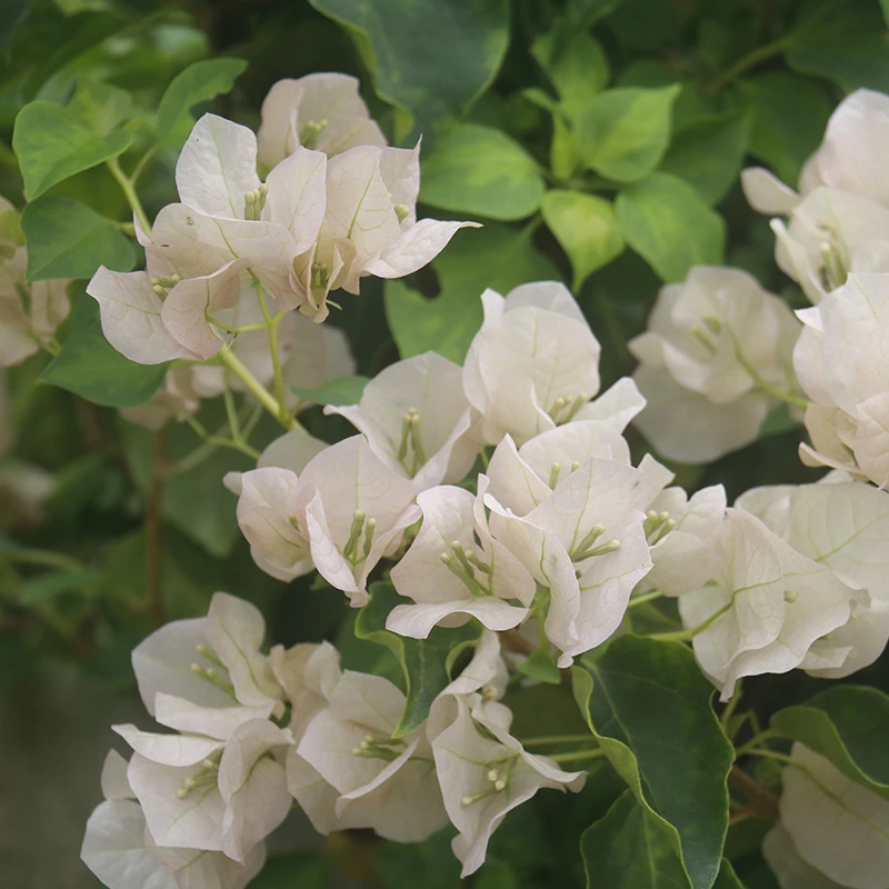 三角梅 暗斑中国丽人 原生苗原盆原土带花发货（可选苗）