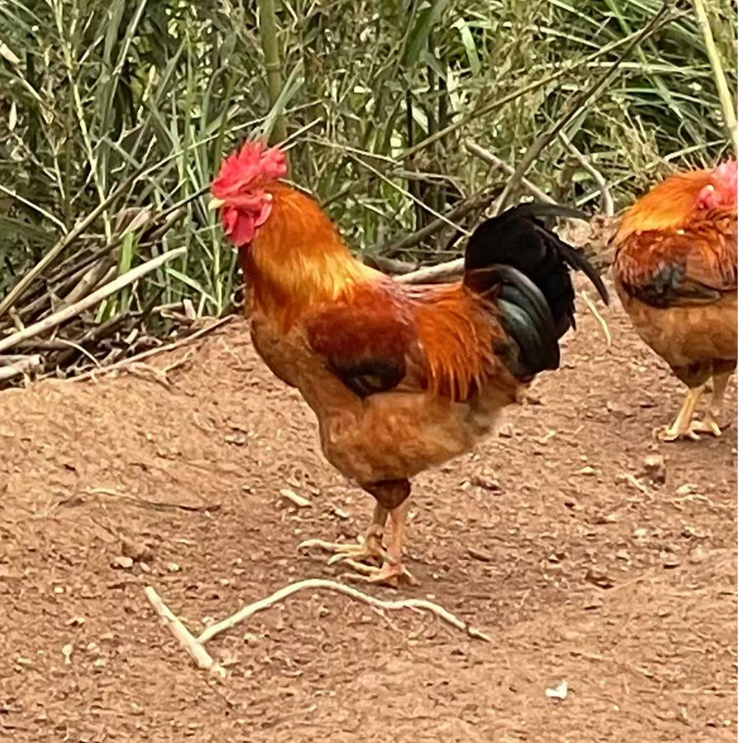 高山放养跑山鸡肉质鲜美有嚼劲五谷杂粮喂养