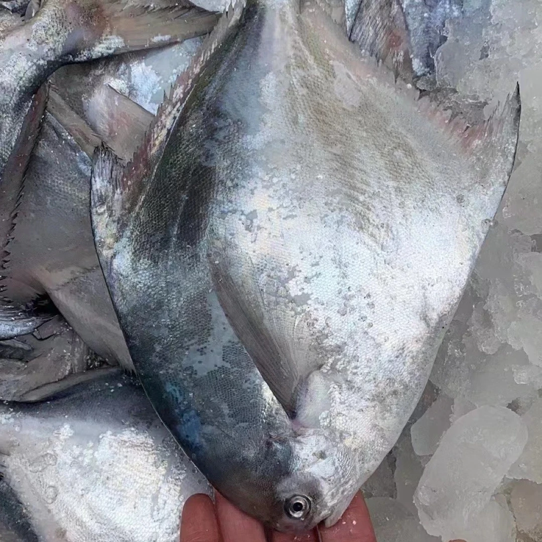 吕四渔港新鲜白鲳银鲳大鲳鱼