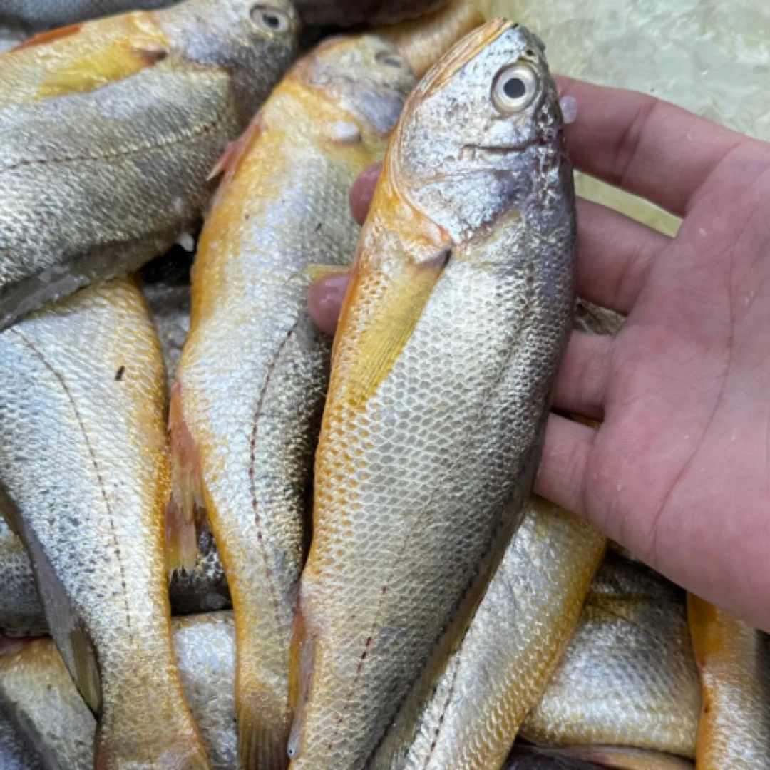 吕四渔港海捕野生小黄鱼拖网细鳞黄鱼