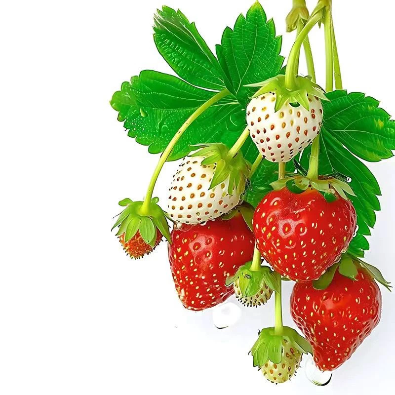草莓盆栽带花带果奶油红颜四季种植适用➕肥料（基地原盆颜色随机）