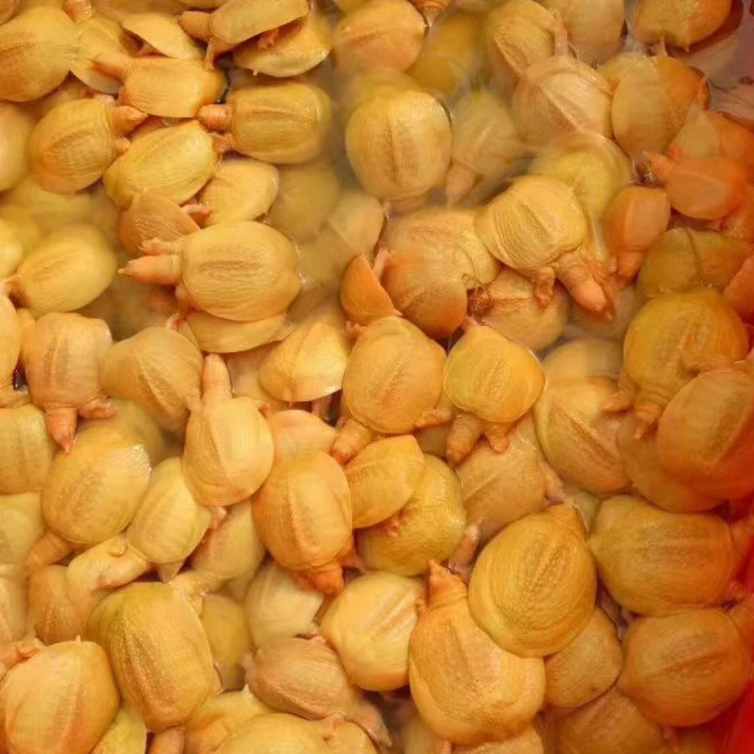 精品黄金鳖外塘养殖甲鱼苗