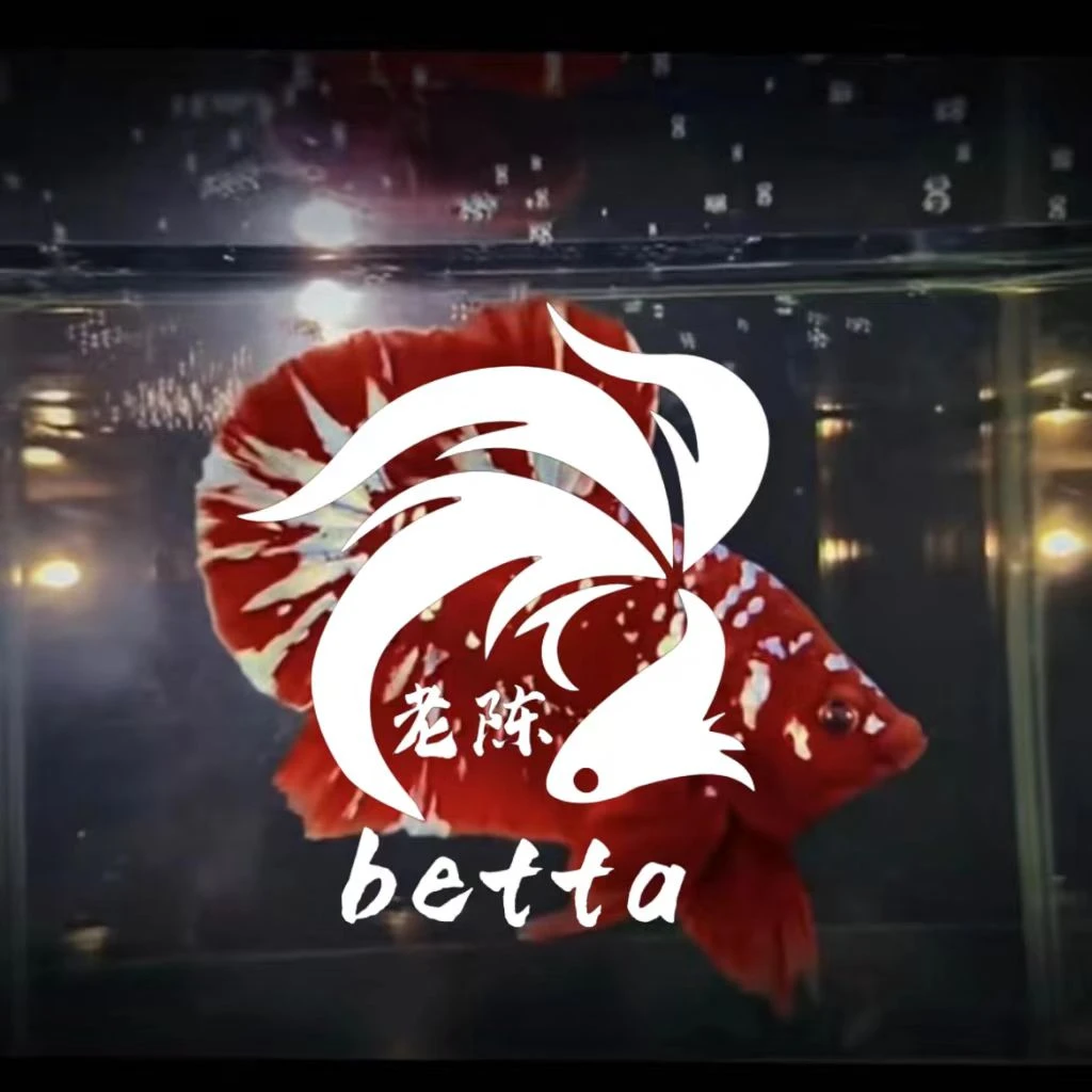 S 老陈Betta观赏鱼泰国 印尼 红金彩金暗黑将军半月小型活体鱼