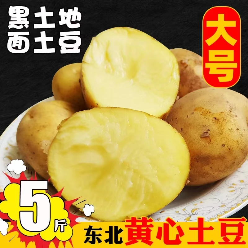 东北铁岭大土豆非转基因马铃薯农家自种农产品大号5斤顺丰包邮
