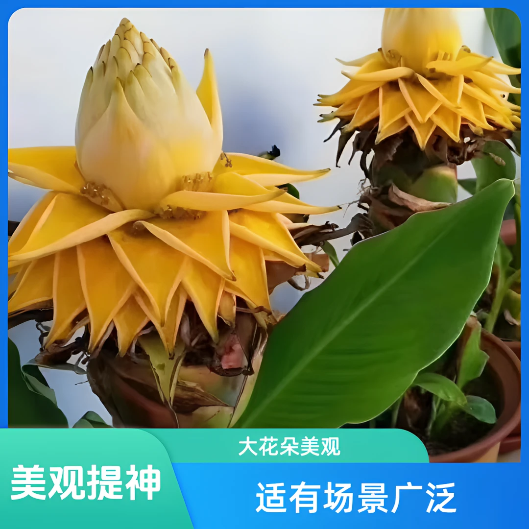 【地涌金莲】稀有花卉带花苞发货大花朵耐高温易载活大盆栽观赏批发
