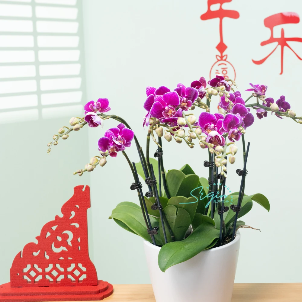 【思芹花卉|红酒蝴蝶兰】A级蝴蝶兰盆栽花期长，云南年宵花顺丰冷链