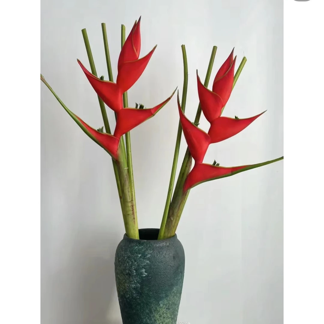 【夏季耐养花材|富贵鸟】蝎尾蕉，发财鸟，云南热带鲜花，顺丰空运包邮