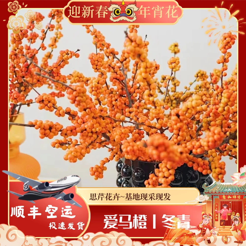 【思芹花卉|AA级多杈爱马橙冬青】水培冬青，云南鲜花年宵花顺丰空运