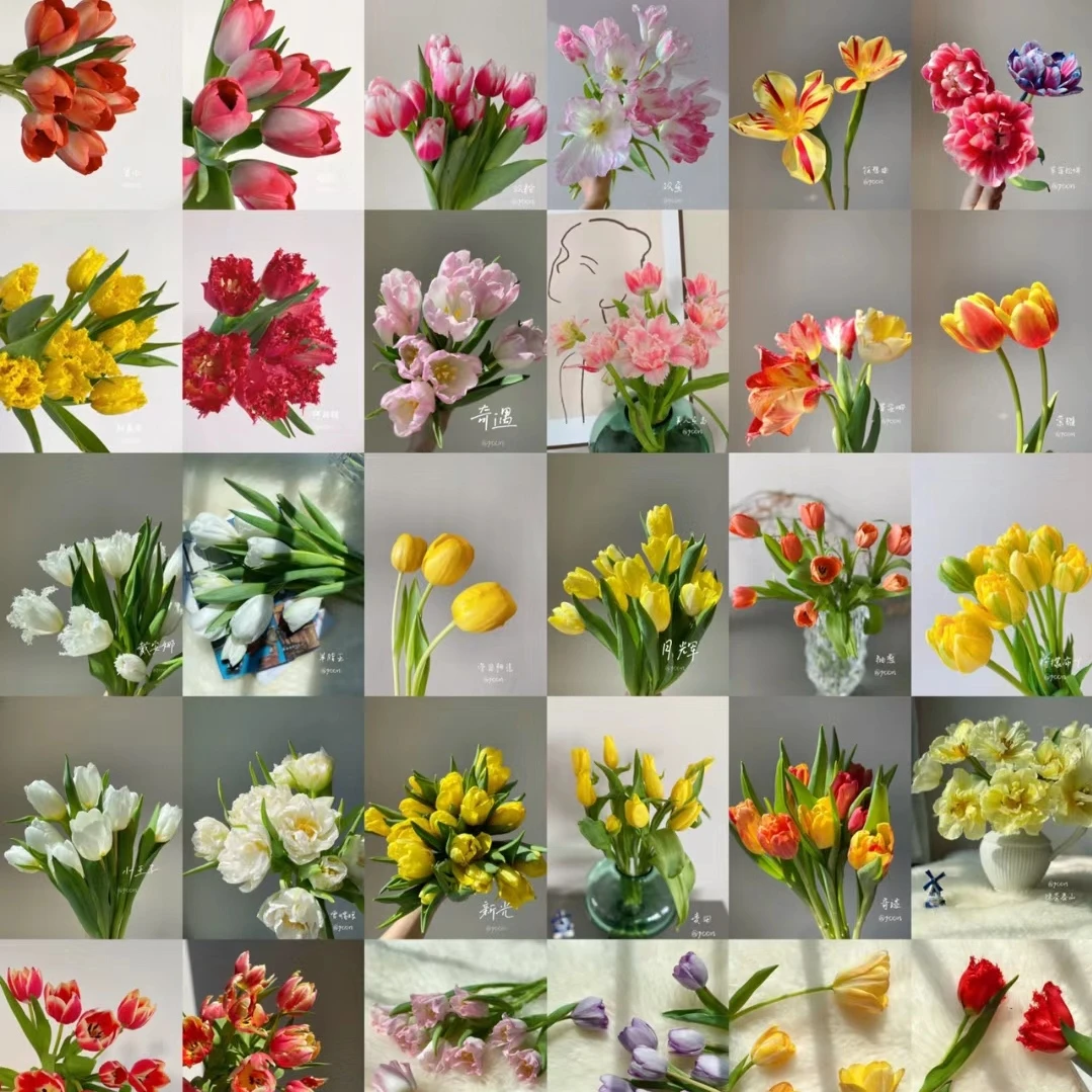 【思芹花卉|A级郁金香】A级品质浪漫多品种郁金香云南鲜花顺丰冷链