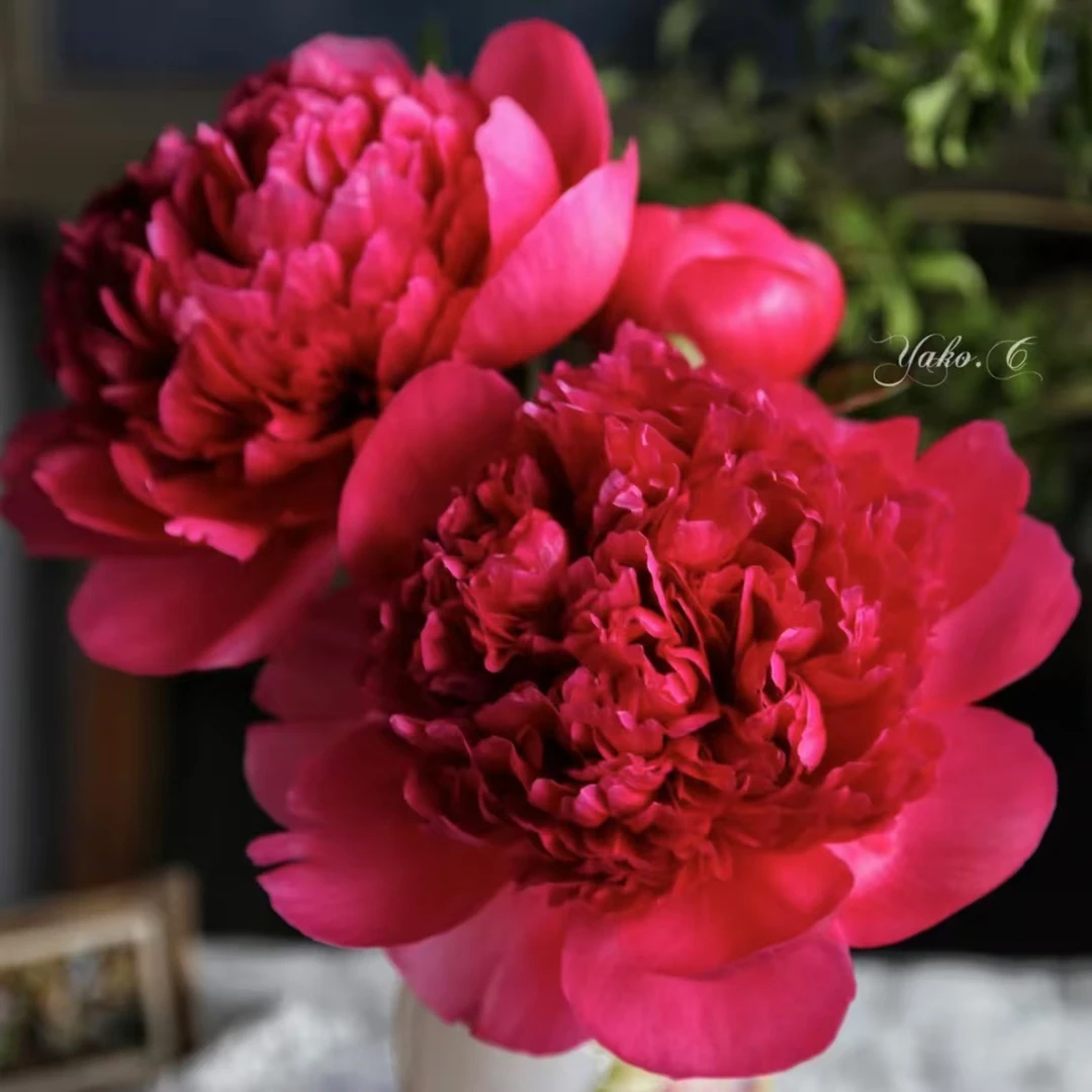 【山东芍药|贝尔格拉维亚】雍容华贵，山东菏泽基地直发，顺丰包邮