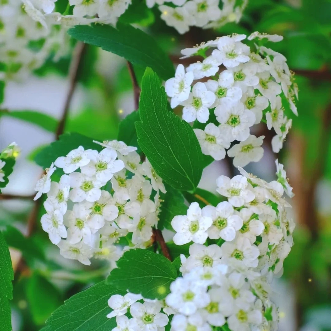 【南无春风专属|小手球】秋冬季节仙气线条花材绣线菊，顺丰包邮
