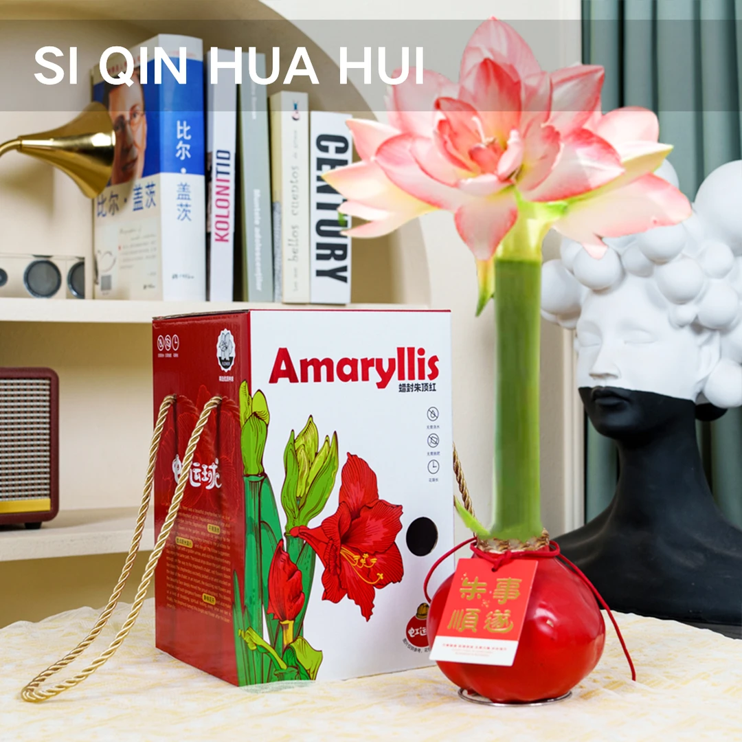 【思芹花卉|重瓣花孔雀朱顶红腊球虹运球】秘鲁进口懒人花顺丰空运