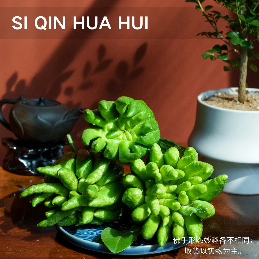 【思芹花卉|云南高原佛手柑花】大自然香薰存放时间长顺丰空运包邮