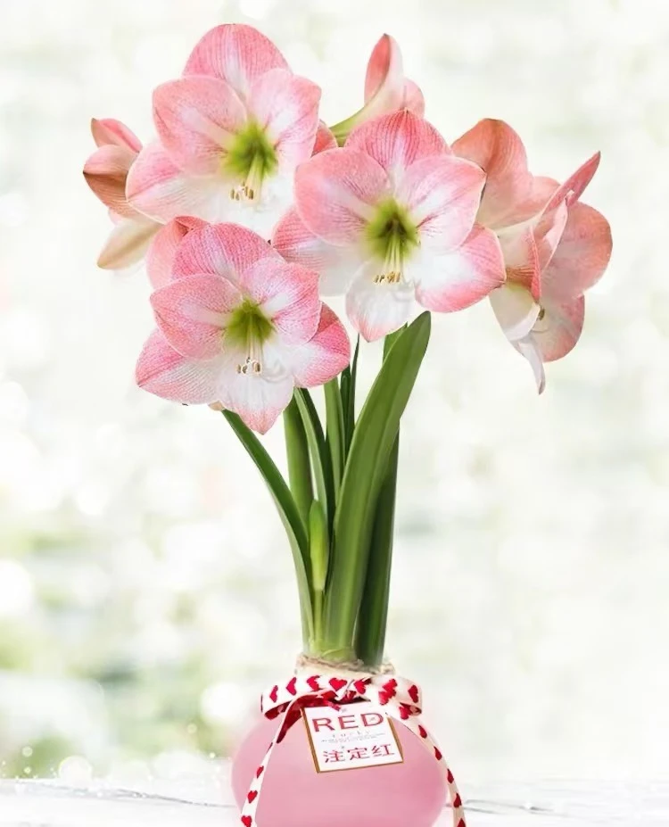 【思芹花卉|樱花朱顶红腊球】秘鲁进口懒人花材不用浇水，顺丰空运