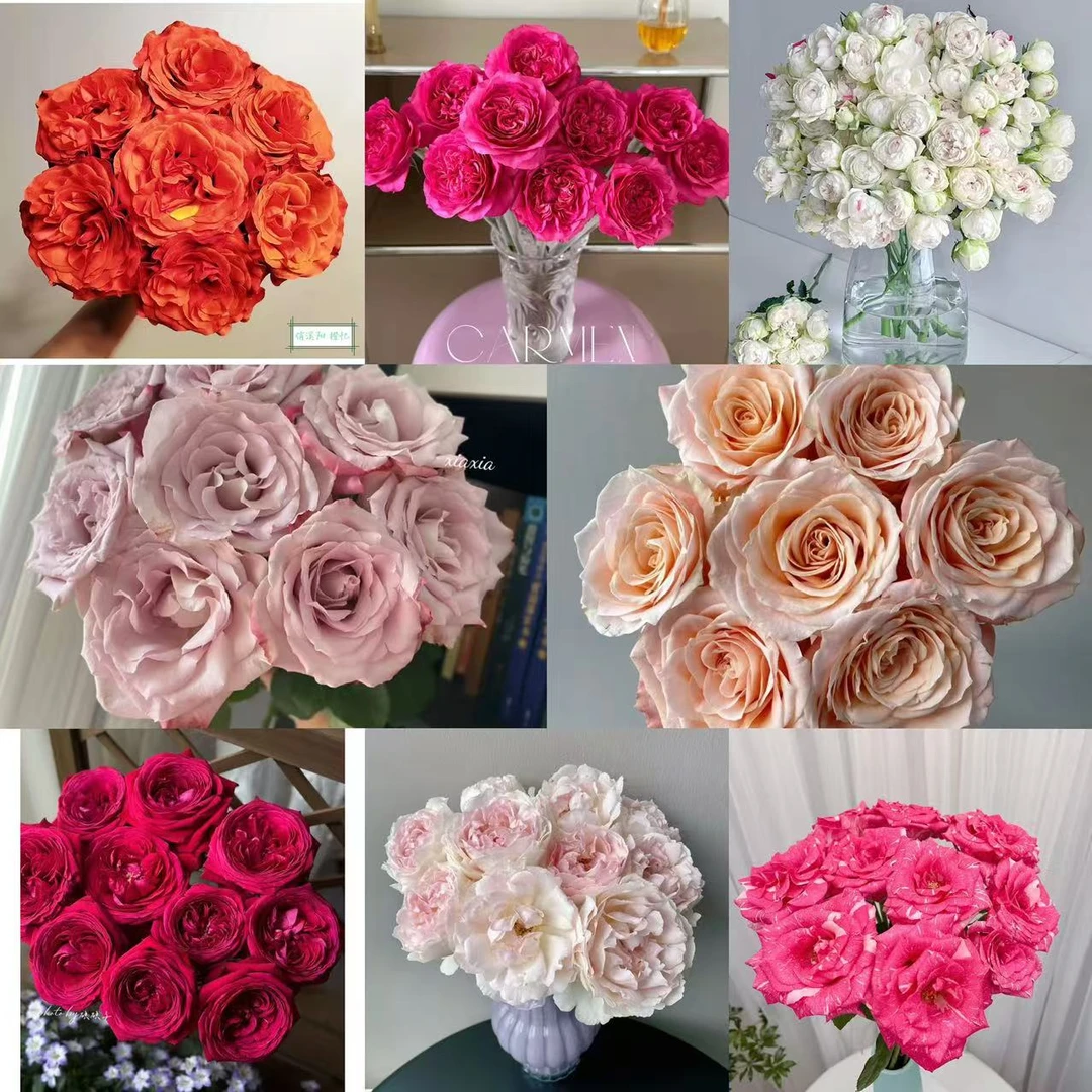 【思芹花卉|稀有单头玫瑰合集】高级的稀有玫瑰，好养鲜花顺丰空运