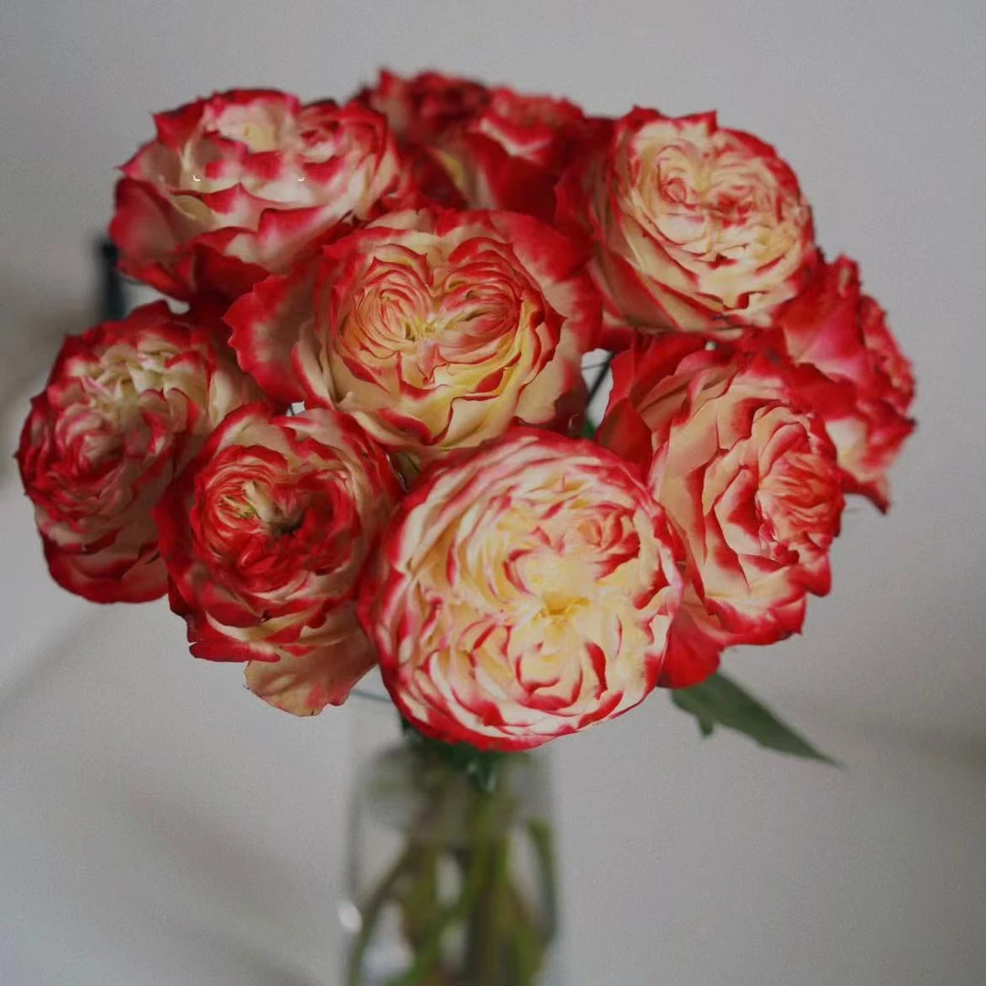 【思芹花卉|苹果杰克单头玫瑰】A级温柔甜蜜玫瑰鲜切花顺丰空运包邮