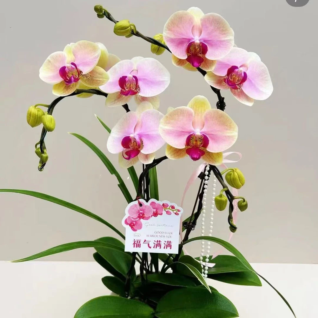 【思芹花卉 | 蒙娜丽莎蝴蝶兰】A级蝴蝶兰盆栽好养花期长顺丰包邮