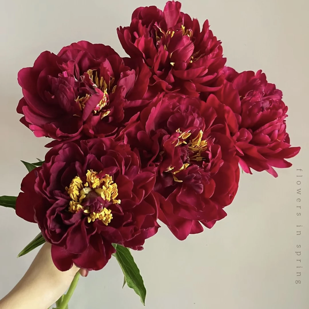 【山东芍药|老忠诚】典雅端庄，山东菏泽基地直发，顺丰包邮