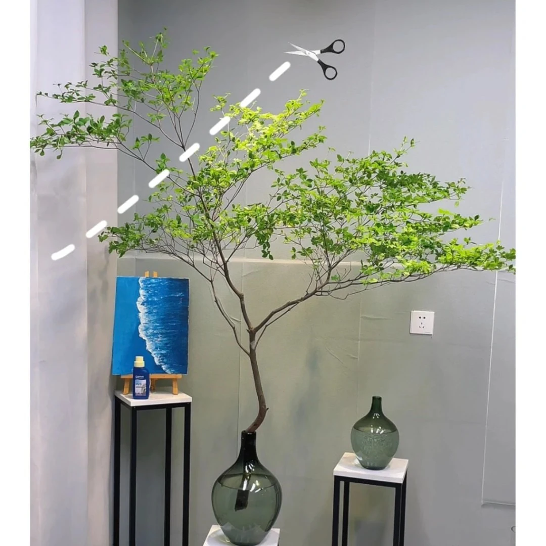 【思芹花卉|日系进口吊钟】家居水培好养小森林鲜花顺丰空运包邮