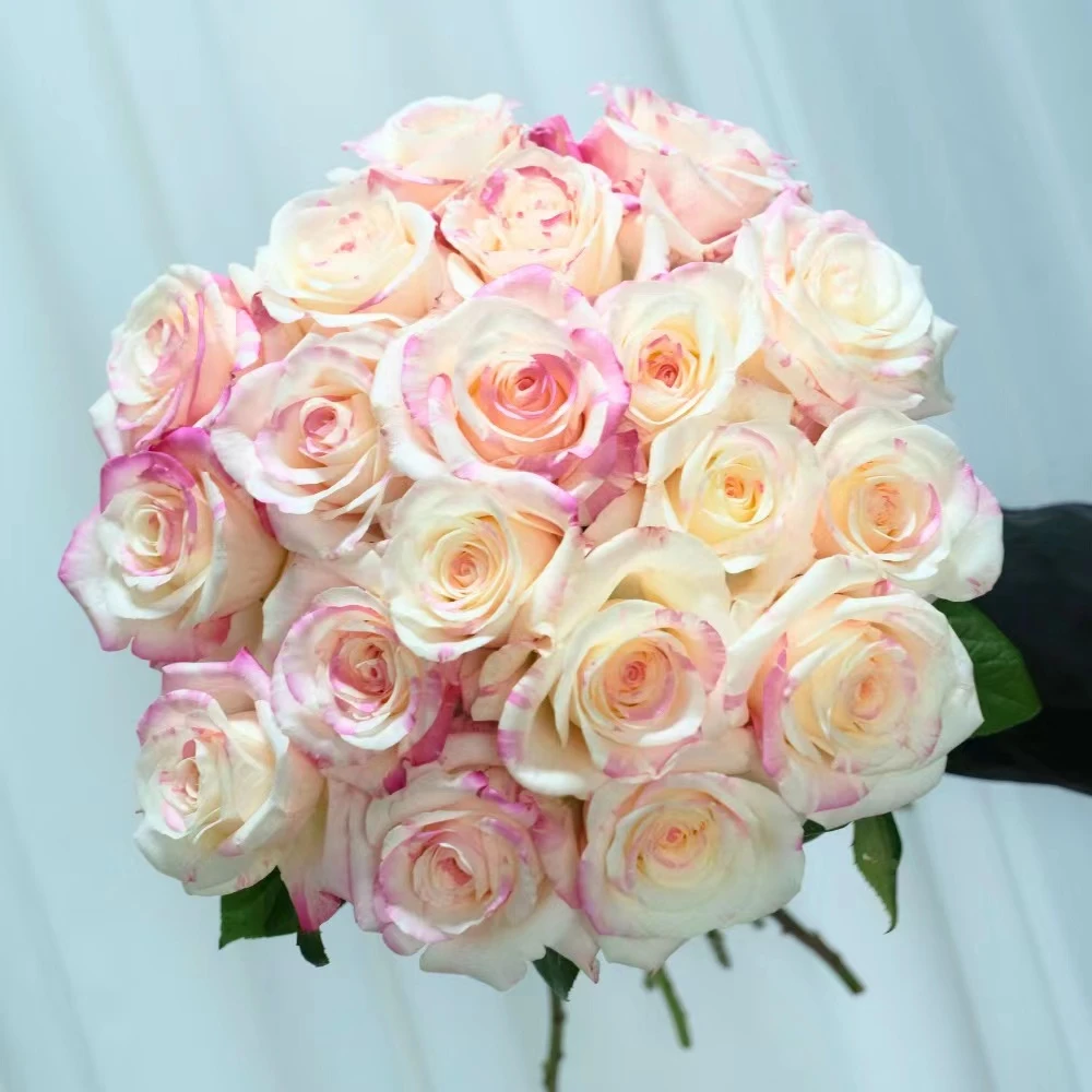 【思芹花卉|霓裳单头玫瑰】双色奶油蛋糕色氛围感十足顺丰空运包邮