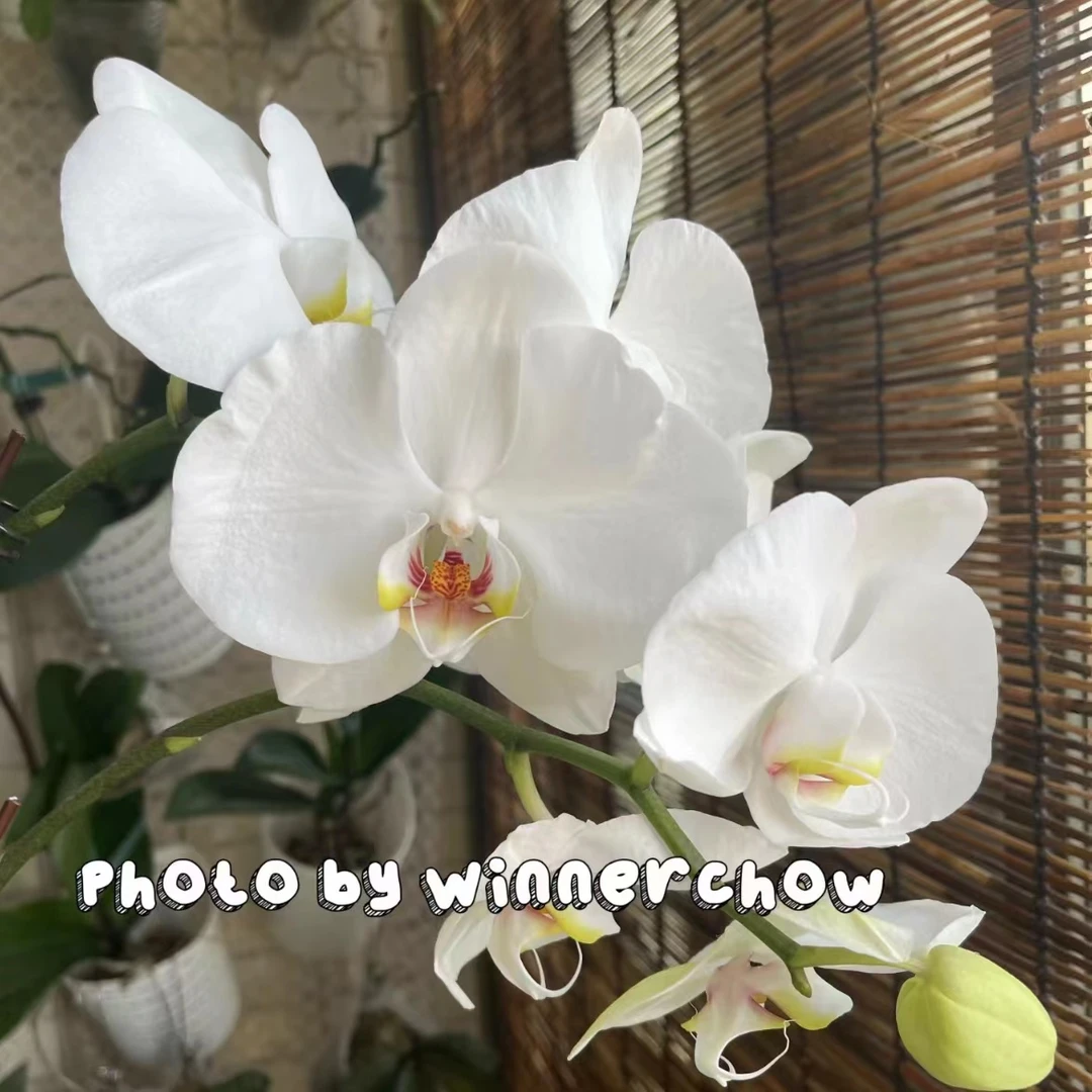 【思芹花卉|新品种大白DN60蝴蝶兰】A级带土盆栽云南鲜花，顺丰空运