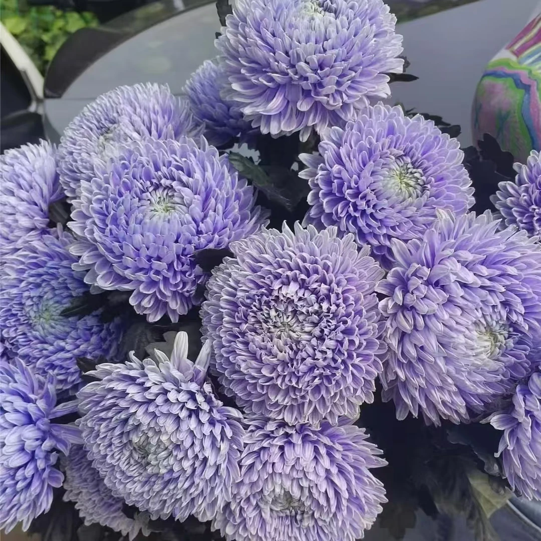 【思芹花卉丨香芋紫富贵牡丹球】圆满大气吸色花材牡丹菊顺丰冷链