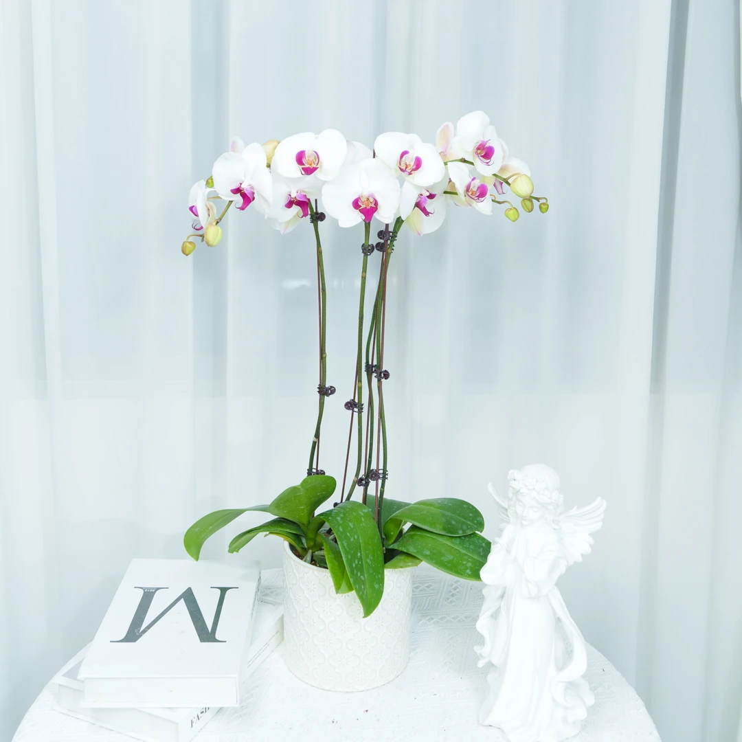 【思芹花卉|红唇美人稀有欧品蝴蝶兰】洁白花瓣，云南年宵花顺丰冷链