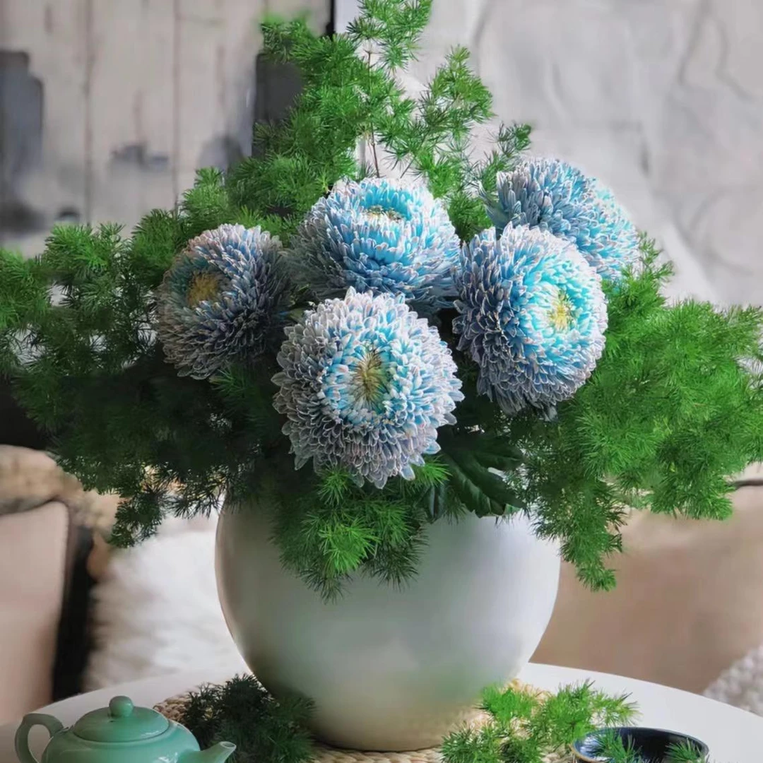 【思芹花卉|青花瓷-富贵牡丹球】圆满大气吸色花材牡丹菊顺丰空运