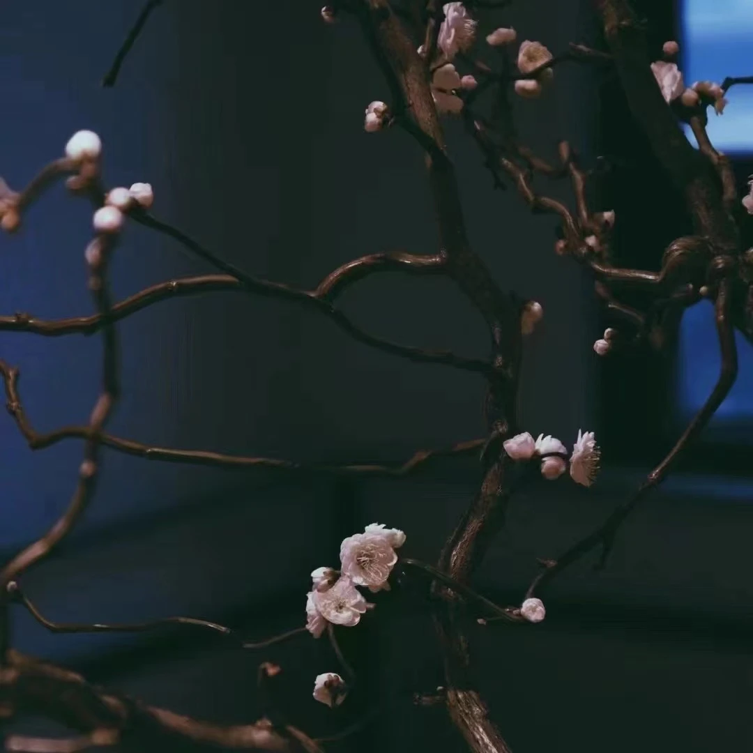 【思芹花卉|进口龙吟梅】高级风花材，云南鲜花年宵花，顺丰空运包邮