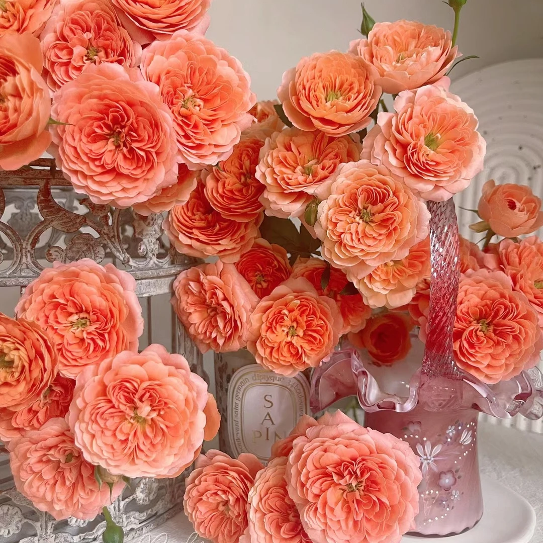 【思芹花卉|杏色果汁多头玫瑰】玫瑰能开大开炸玫瑰顺丰空运