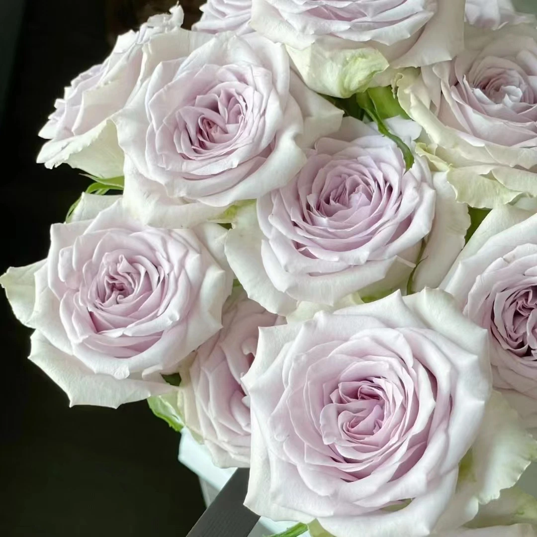 【思芹花卉 | 海洋之心-丽江的花玫瑰】灰紫色，顺丰冷链包邮