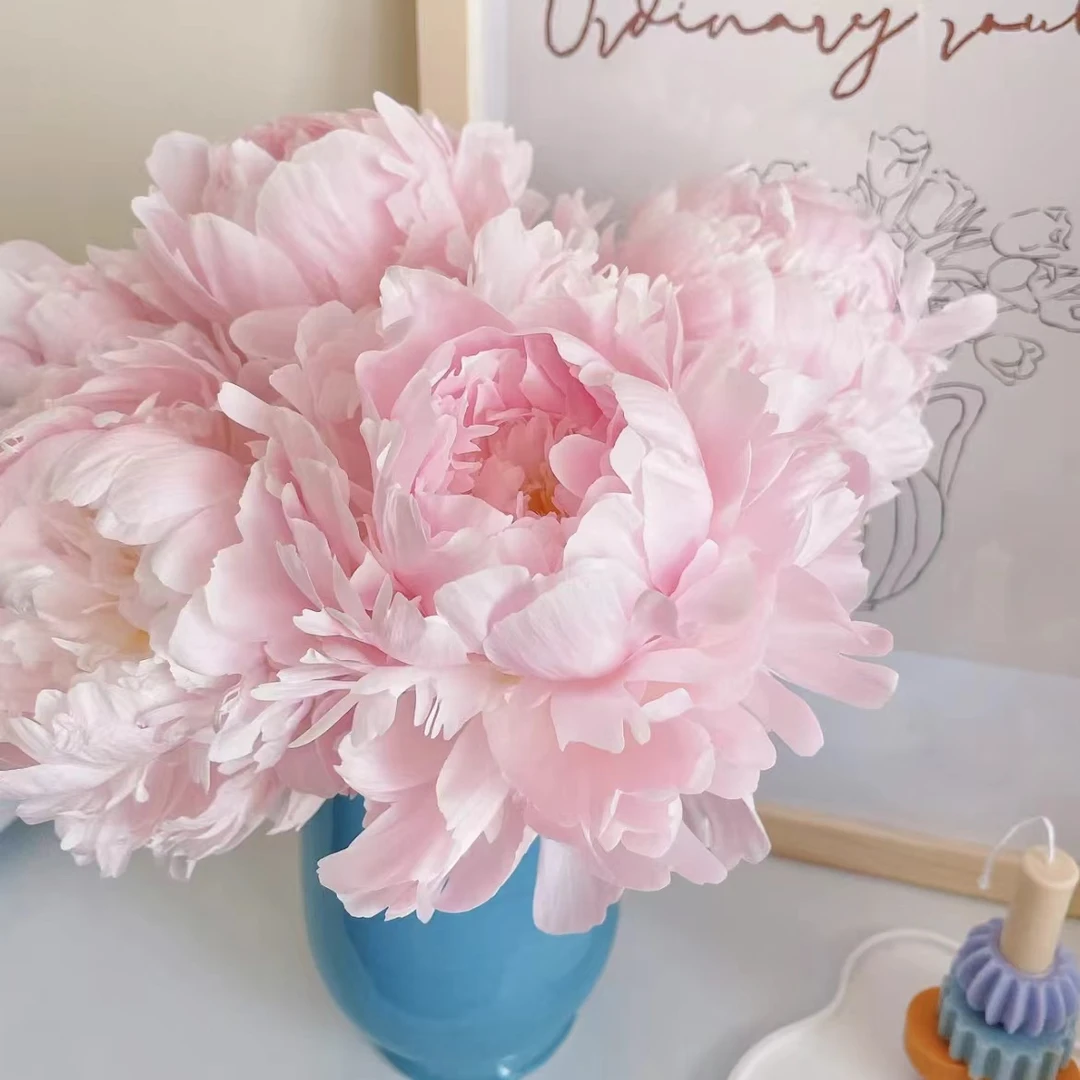 【山东芍药|枕边语芍药】高端芍药，山东菏泽基地直发，顺丰包邮