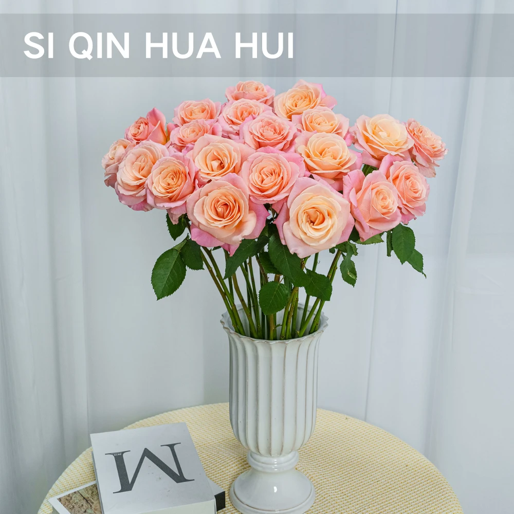 【思芹花卉丨猪小姐单头玫瑰】珠圆玉润粉嘟嘟玫瑰云南鲜花顺丰空运