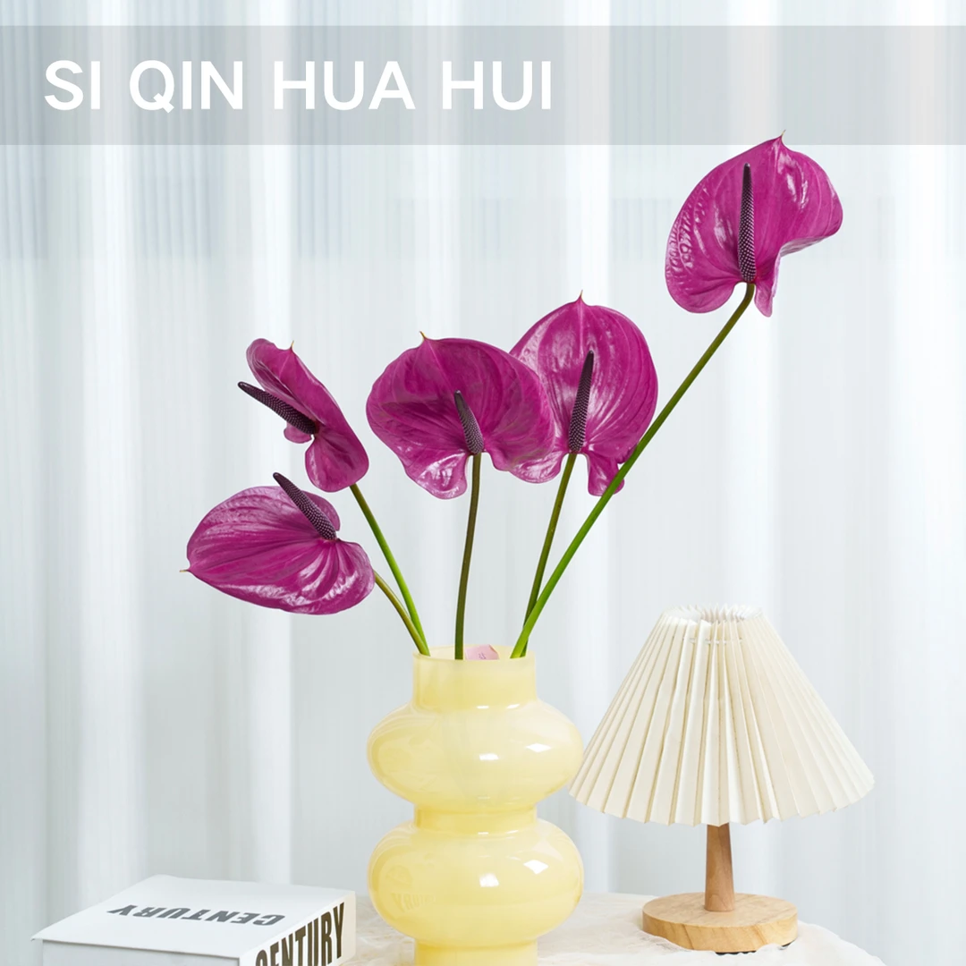 【思芹花卉丨马拉维利亚-彩掌】点缀生活的鲜花云南顺丰空运包邮