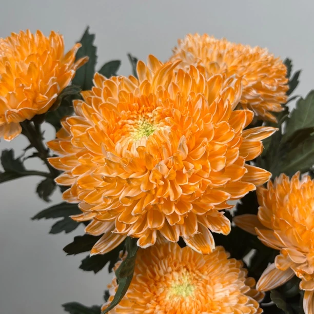 【思芹花卉丨爱马橙-富贵牡丹球】圆满大气吸色花牡丹菊，顺丰空运