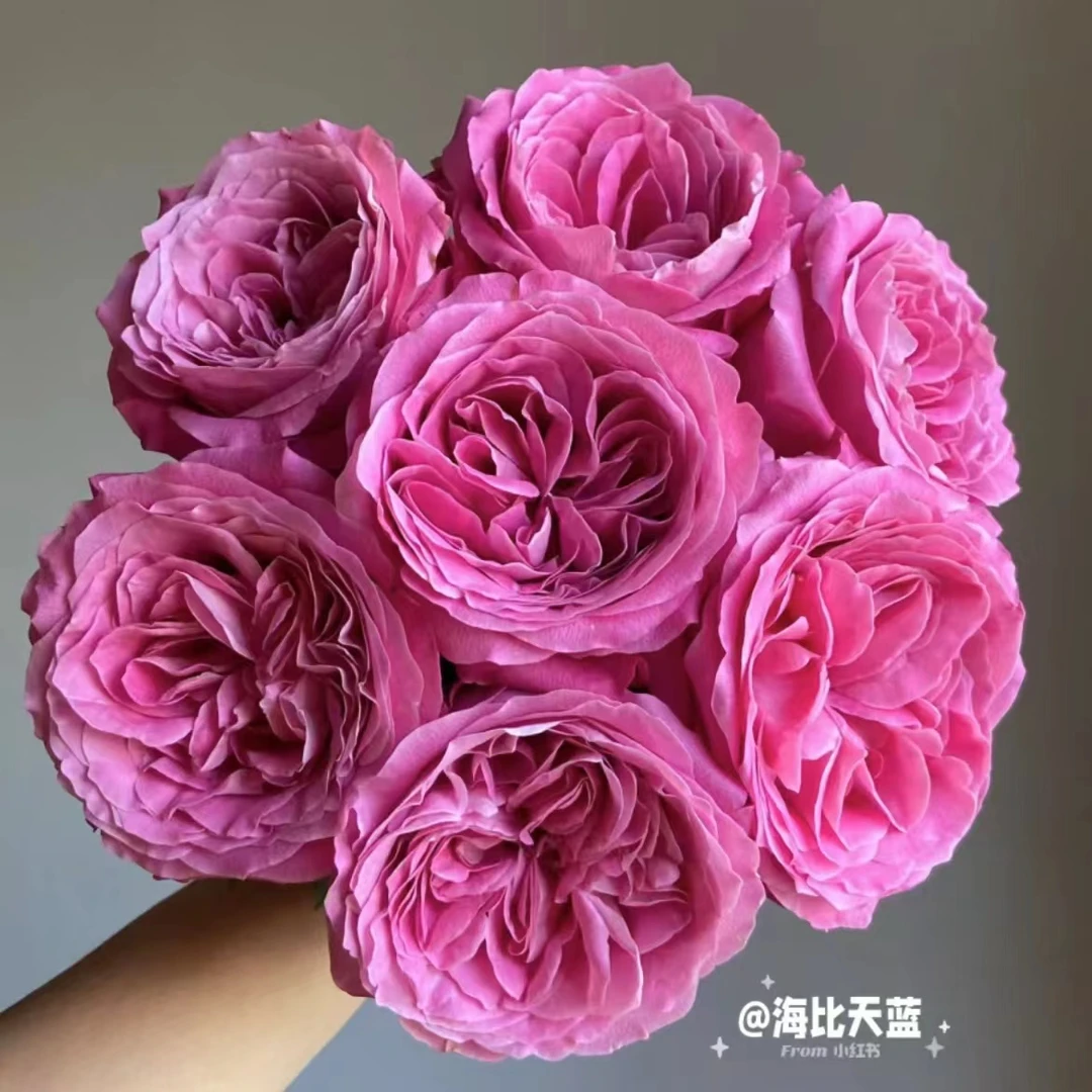 【思芹花卉|长相思-如意玫瑰】花头大杆子长，云南鲜花顺丰冷链包邮
