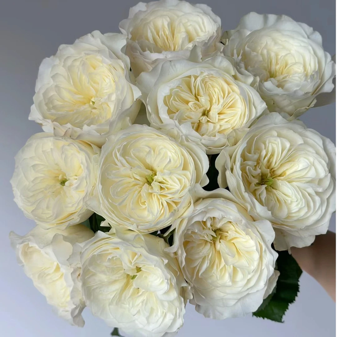 【思芹花卉 | 泰勒-朵拉的玫瑰】温柔淡雅很美很仙云南顺丰冷链包邮