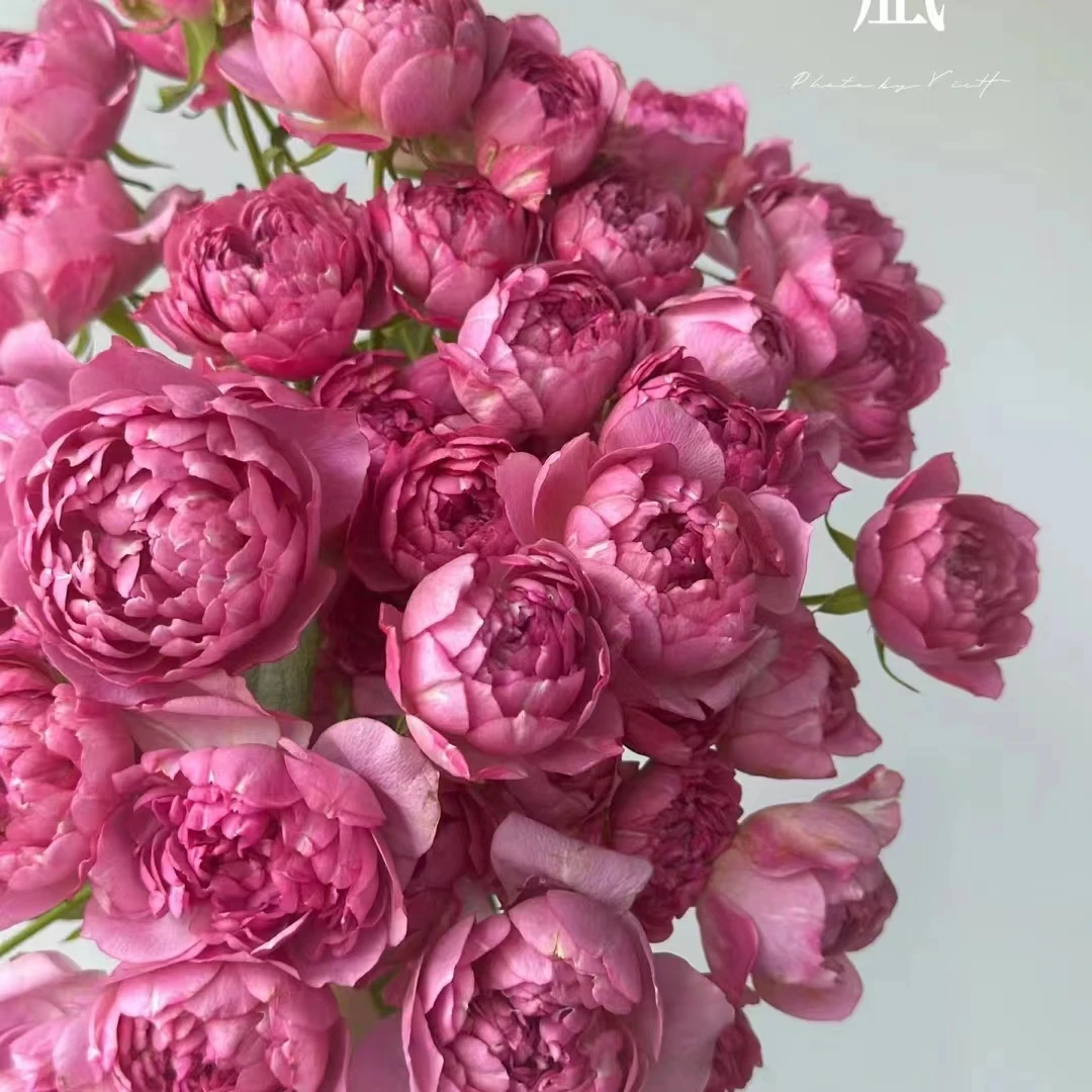【逍遥专属|多头凪】顺丰包邮