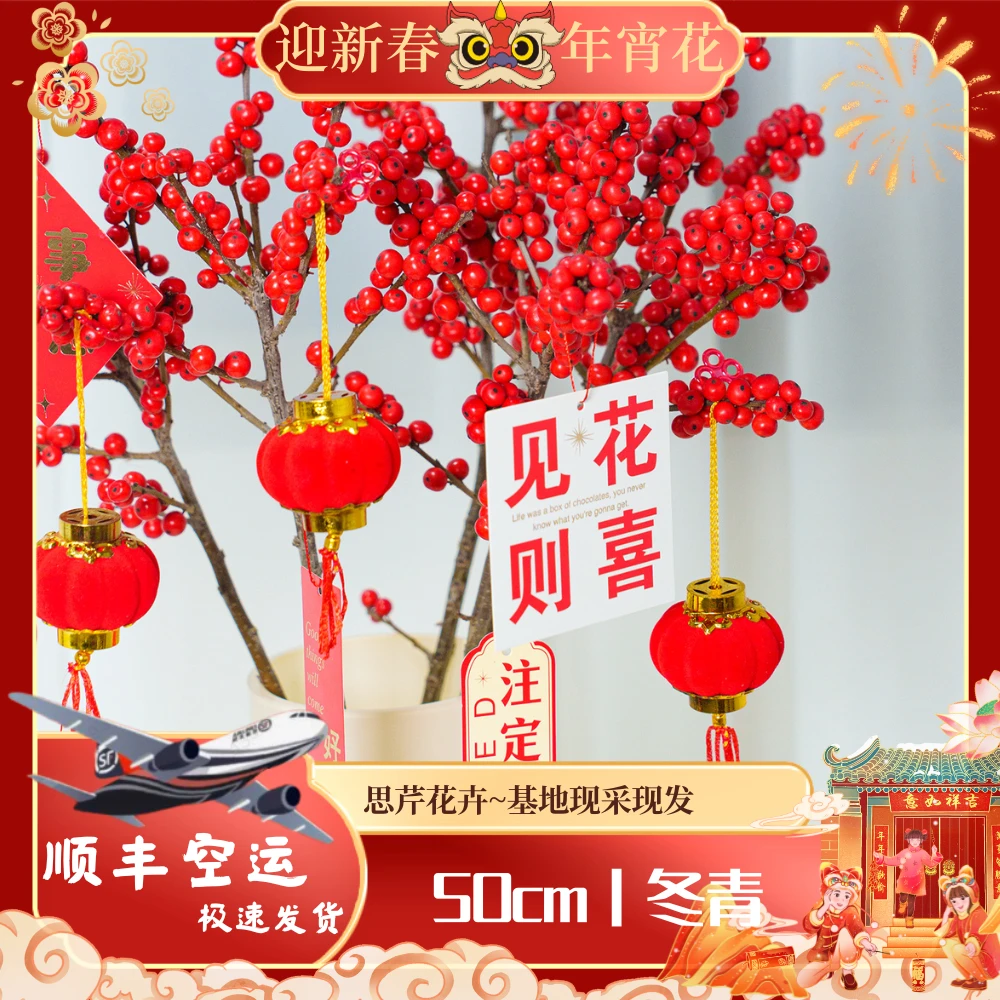 【思芹花卉|A级北美冬青50cm左右】精品红冬青，云南鲜花年宵花，顺丰