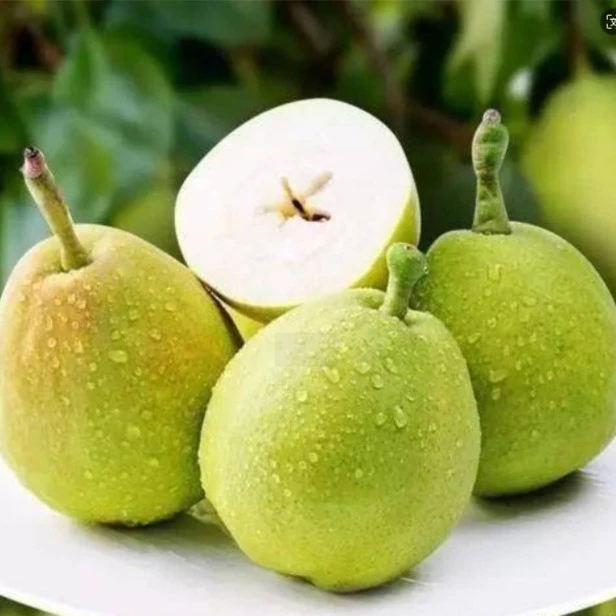 香梨1斤±0.2脆甜多汁
