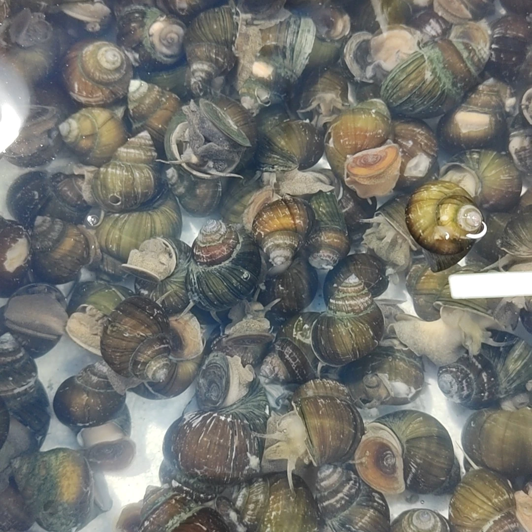 现剪大田螺500g（不剪请备注）