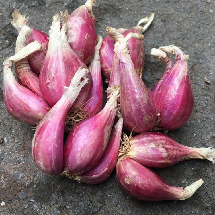 红葱头约300g-350g