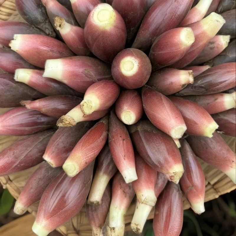 贵州本地新鲜洋河姜 姜洋河  洋霍  现摘现发 洋河姜 洋霍蔬菜