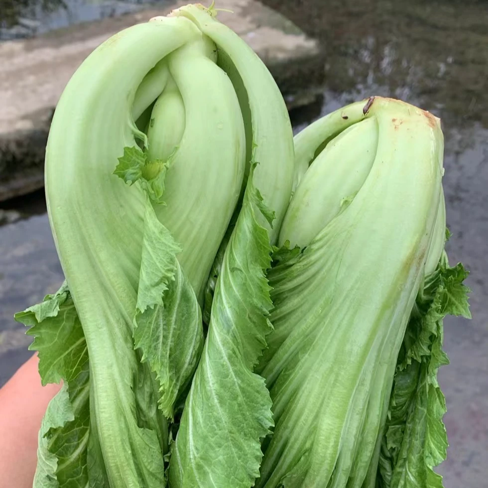 贵州新鲜青菜包芯大叶宽帮青菜可做泡菜酸菜腌菜正宗樟树港辣椒